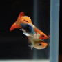 Guppy macho koi