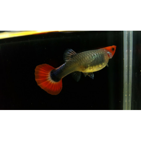 Guppy hembra koi