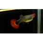 Guppy hembra koi
