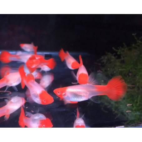 Guppy hembra koi albino