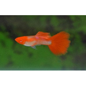 Guppy macho koi albino Guppy macho koi albino