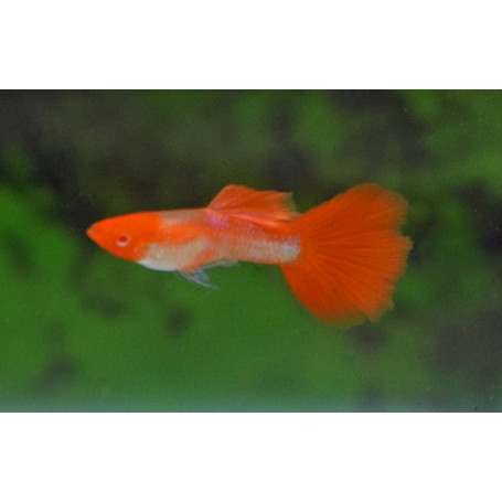 Guppy macho koi albino