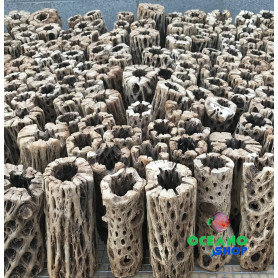 Tronco cholla tronco cholla madera acuario gambario gambas