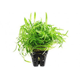 Lilaeopsis novae-zelandiae