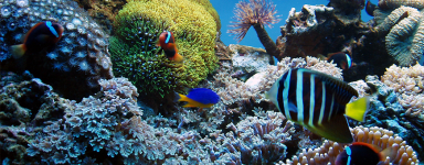 Acuario Marino | Productos para Agua Salada | Oceanoshop