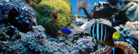 Acuario Marino | Productos para Agua Salada | Oceanoshop
