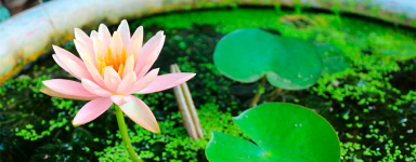 Estanques - Bombas, Filtros y Accesorios para Estanques