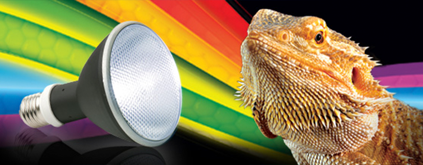 Iluminación para reptiles UVB y calor | Oceanoshop