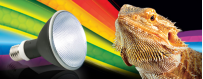 Iluminación para reptiles UVB y calor | Oceanoshop
