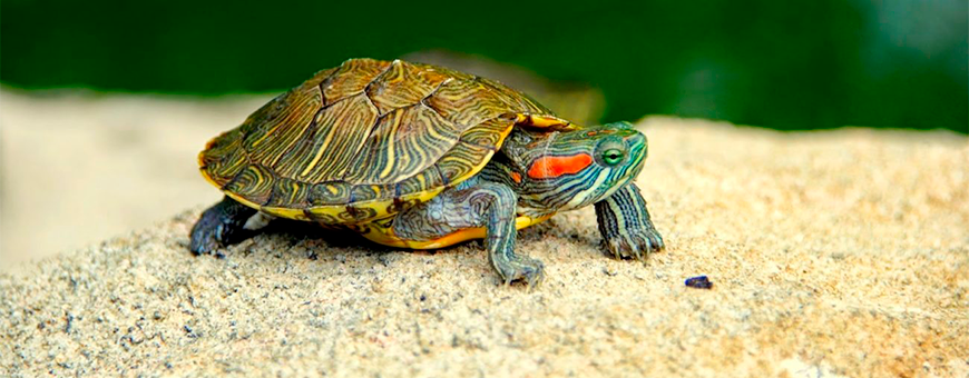Productos para tortugas acuáticas y terrestres | Oceanoshop
