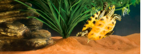 Sustratos para reptiles y terrarios | Oceanoshop