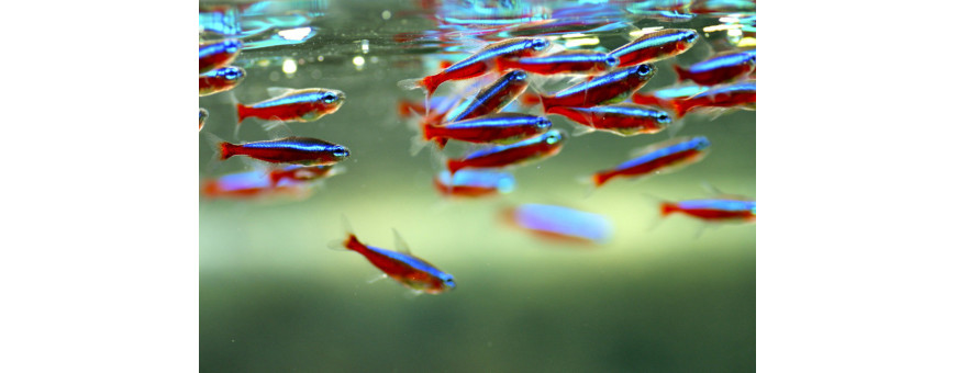 Carácidos para Acuario | Peces Tropicales de Agua Dulce | Oceanoshop