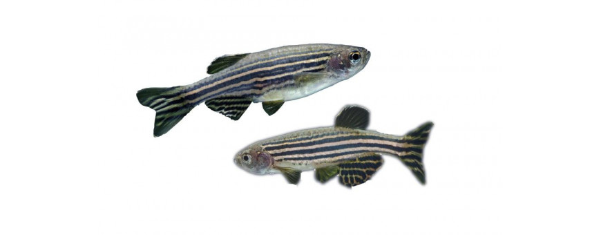 Danios y Rasboras para Acuario | Peces Pequeños y Coloridos | Oceanoshop