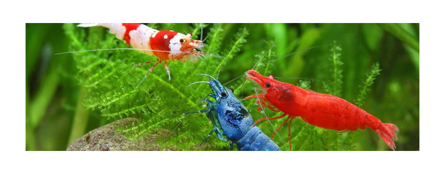 Invertebrados de Agua Dulce para Acuario | Crustáceos y Moluscos | Oceanoshop