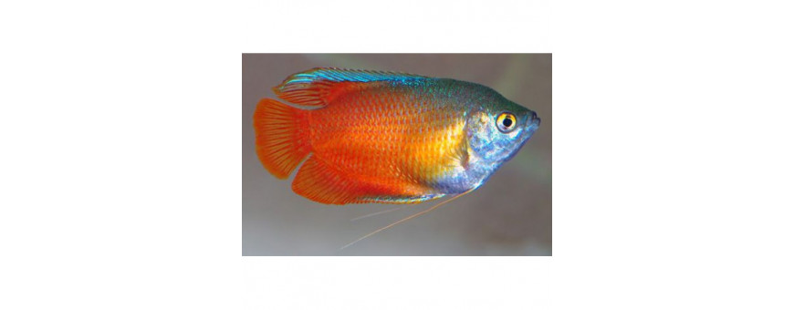Peces Tropicales para Acuario | Color y Variedad para tu Acuario | Oceanoshop