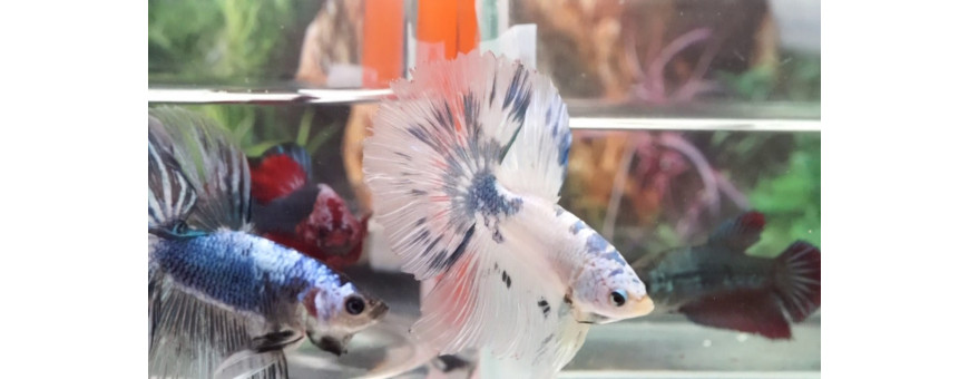Bettas para Acuario | Peces Luchadores de Agua Dulce | Oceanoshop