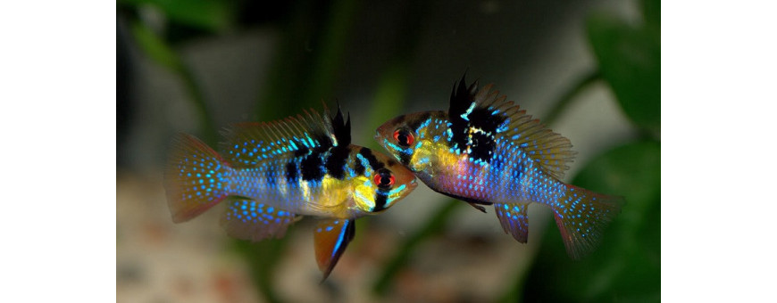 Cíclidos Americanos para Acuario | Peces de Agua Dulce
