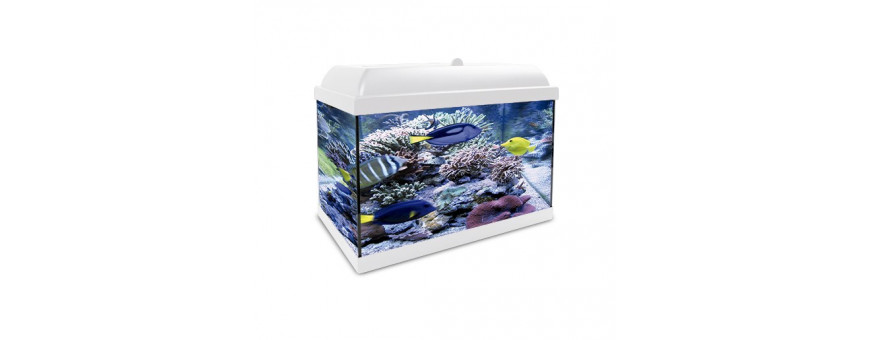Peces para Acuario Marino | Tropicales de Agua Salada | Oceanoshop