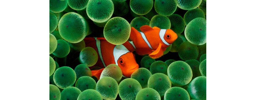 Peces Marinos para Acuario | Especies Exóticas y Coloridas | Oceanoshop