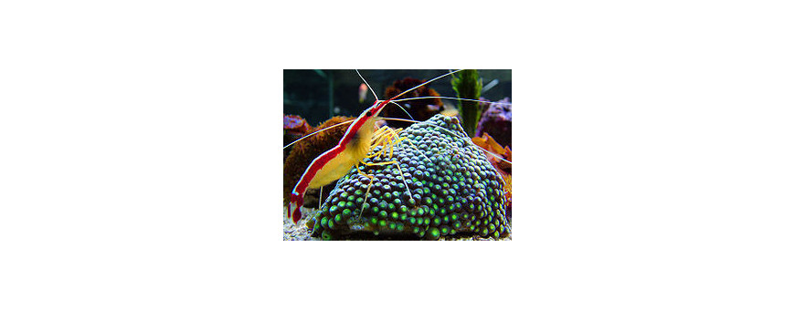 Invertebrados Marinos para Acuario | Diversidad para tu Acuario Marino | Oceanoshop