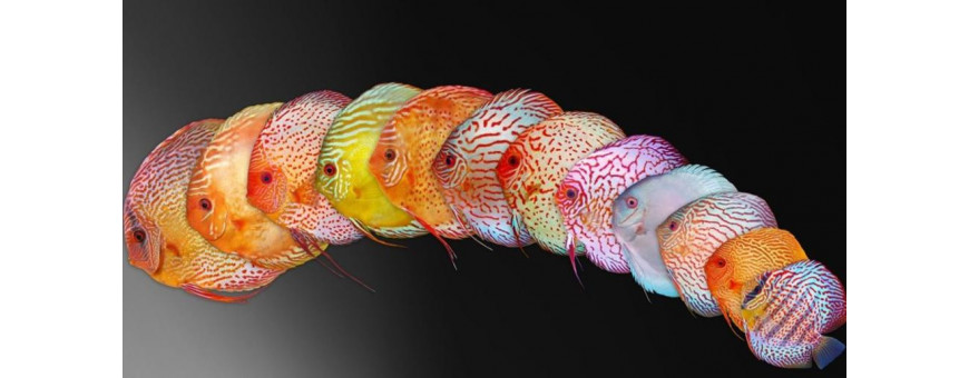 Peces disco