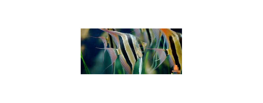 Escalares para Acuario | Peces Elegantes de Agua Dulce | Oceanoshop