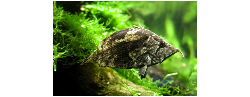 Otros Peces para Acuario | Especies Exóticas y Únicas | Oceanoshop