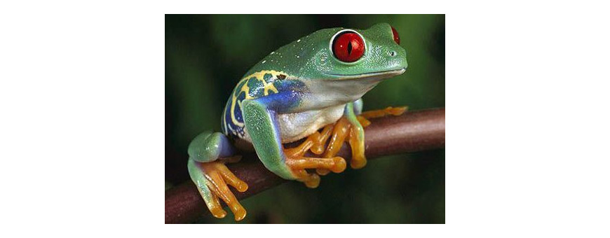 Anfibios para Acuario y Terrario | Ranas, Tritones y Más | Oceanoshop