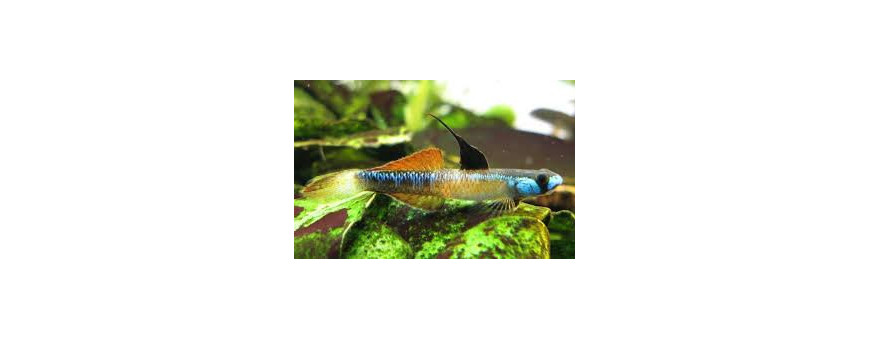 Gobios para Acuario | Peces Activos y Coloridos | Oceanoshop