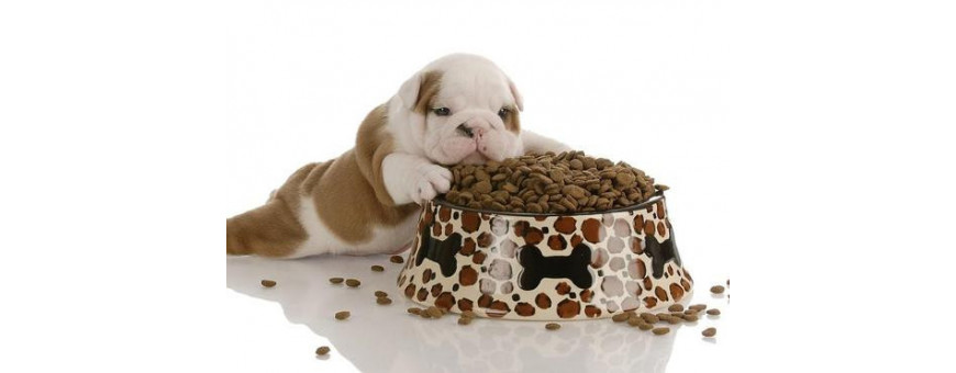 Pienso Seco para Perros | Natural, Hipoalergénico y Más