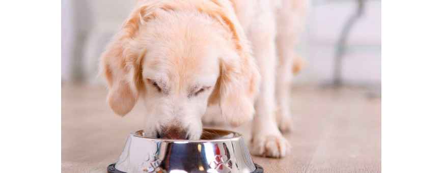 Comida Húmeda para Perros | Natural y Sin Cereales