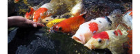 Alimentación para peces de estanque | Oceanoshop