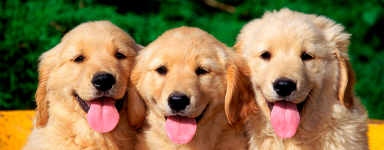 Perros - Alimentación, Juguetes y Accesorios | Oceanoshop