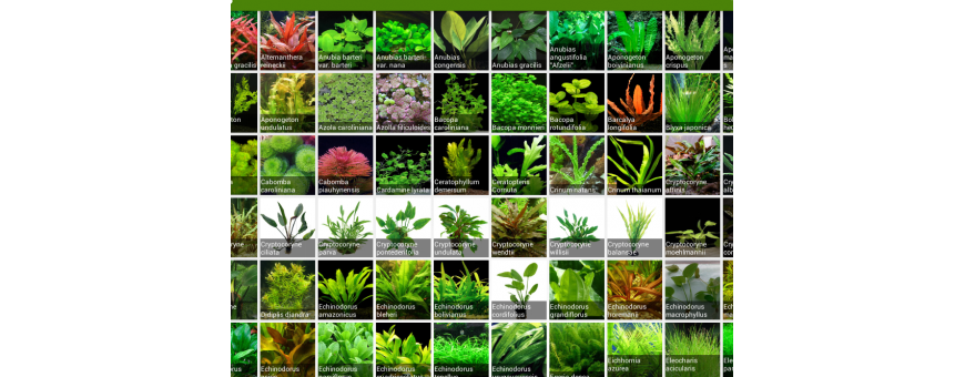 Plantas naturales por lotes para Acuario| Oceanoshop