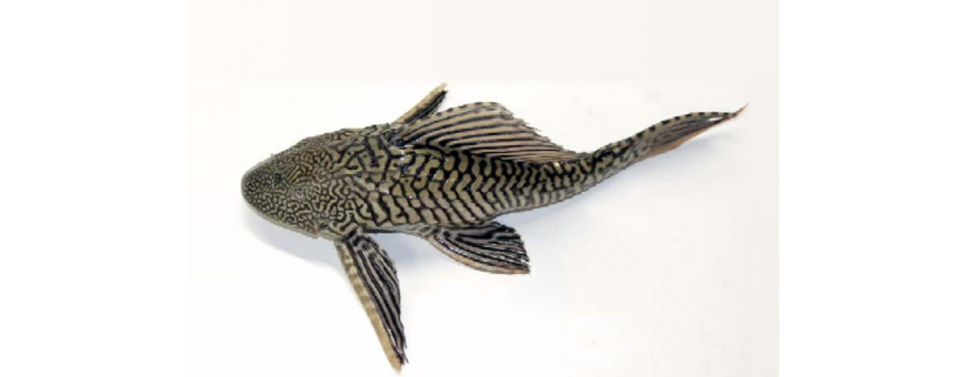 Compra alimento para loricáridos en Oceanoshop