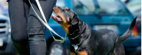 Adiestramiento para Perros | Collares, Sprays y Más