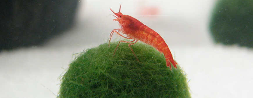 Plantas Naturales para Acuario | Acuáticas y de Bajo Mantenimiento