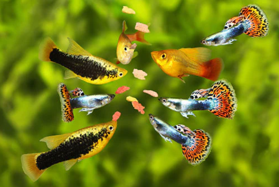 Guía Completa de Alimentación para Peces Tropicales de Agua Dulce