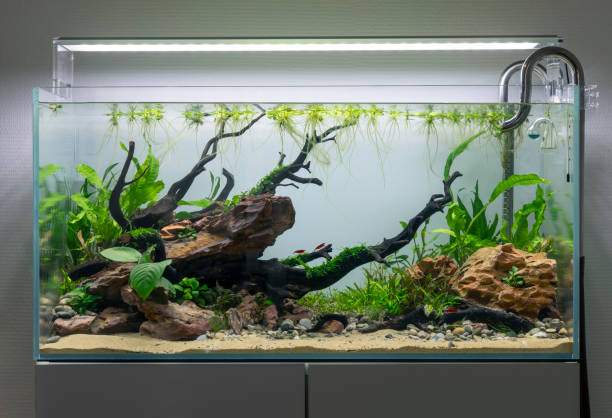 Cómo montar un acuario paso a paso para principiantes
