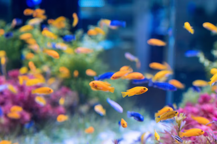 Los 7 errores más comunes al cuidar peces tropicales y cómo evitarlos Los 7 errores más comunes al cuidar peces tropicales y cómo evitarlos