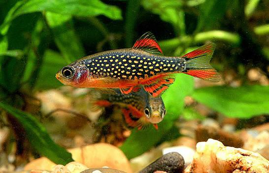 Top 10 peces ideales para acuarios pequeños