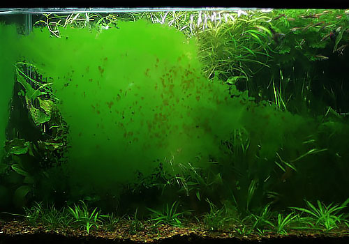 Cómo eliminar algas del acuario: guía completa