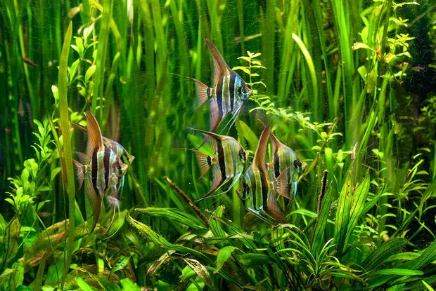 El ciclado del acuario explicado fácil: qué es, cuánto dura y por qué es vital