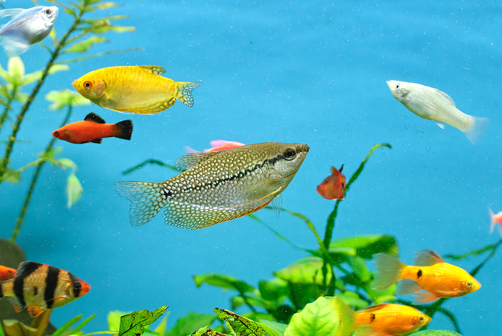 Peces compatibles: se pueden mezclar en un mismo acuario sin problemas