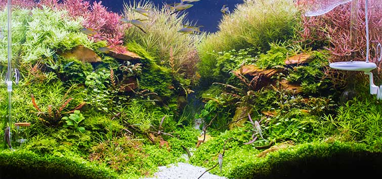 Cómo mantener el agua del acuario siempre cristalina