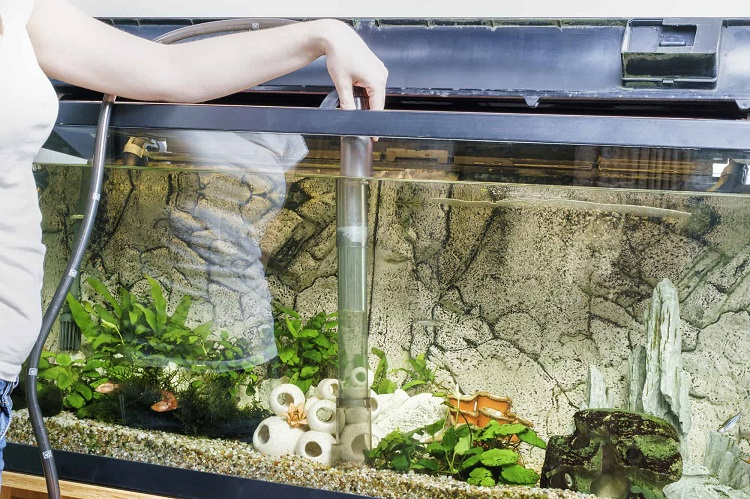 ¿Cada cuánto tiempo se cambia el agua del acuario? Guía para no fallar